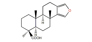 13(16),14-Spongiadien-19-oic acid